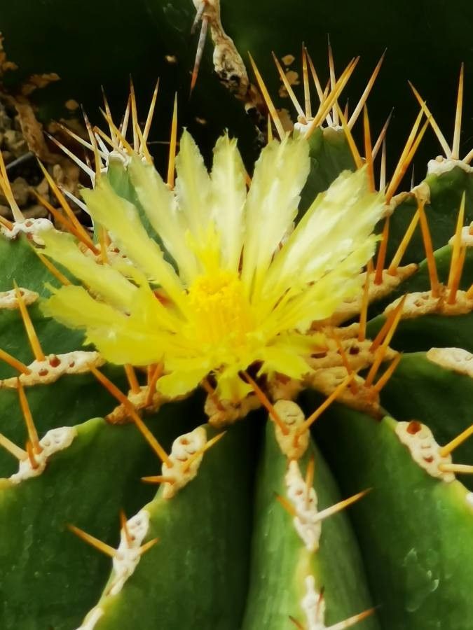 Leuchtenbergia principis flower