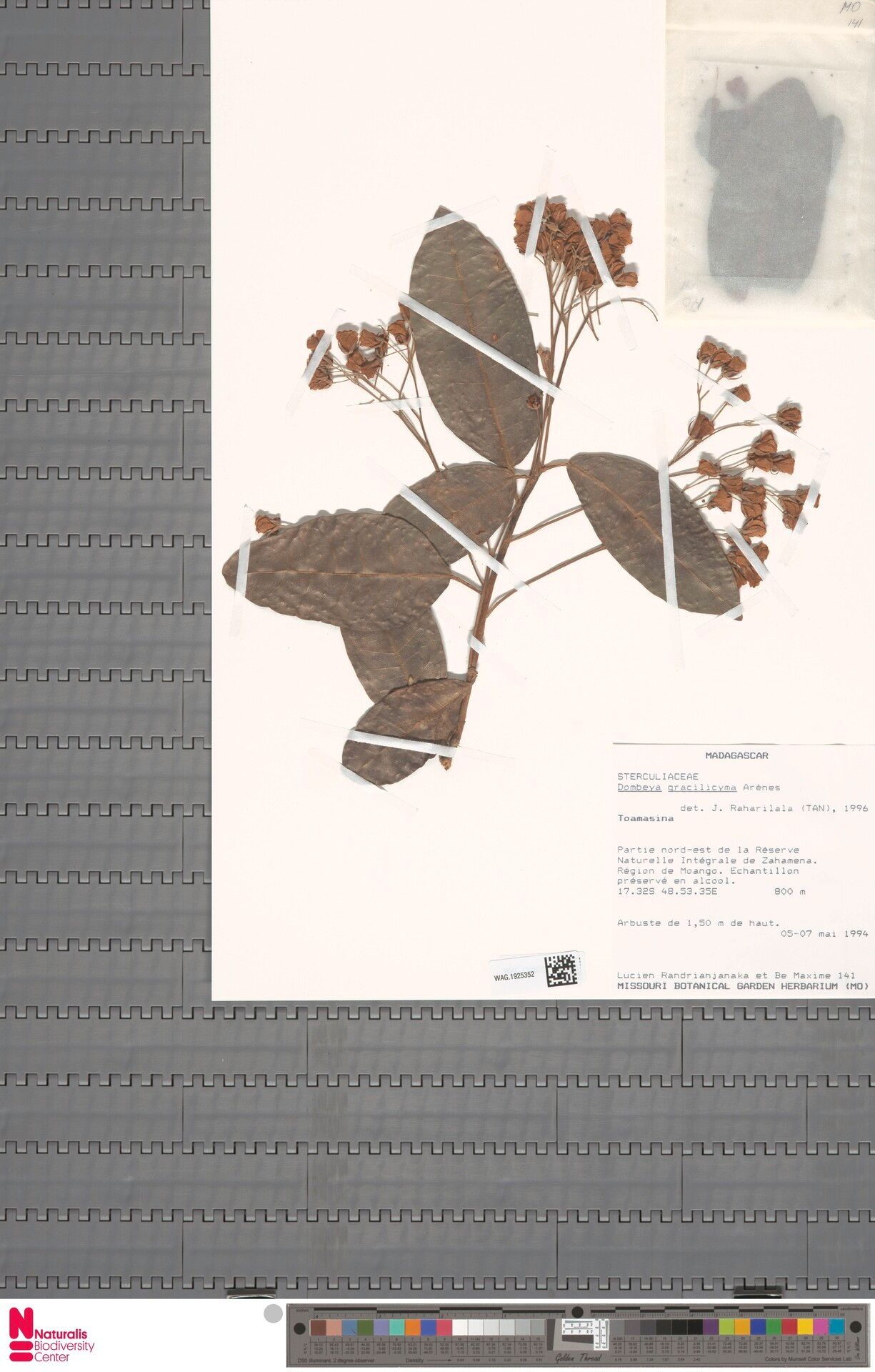 Dombeya gracilicyma — houseplant care guide