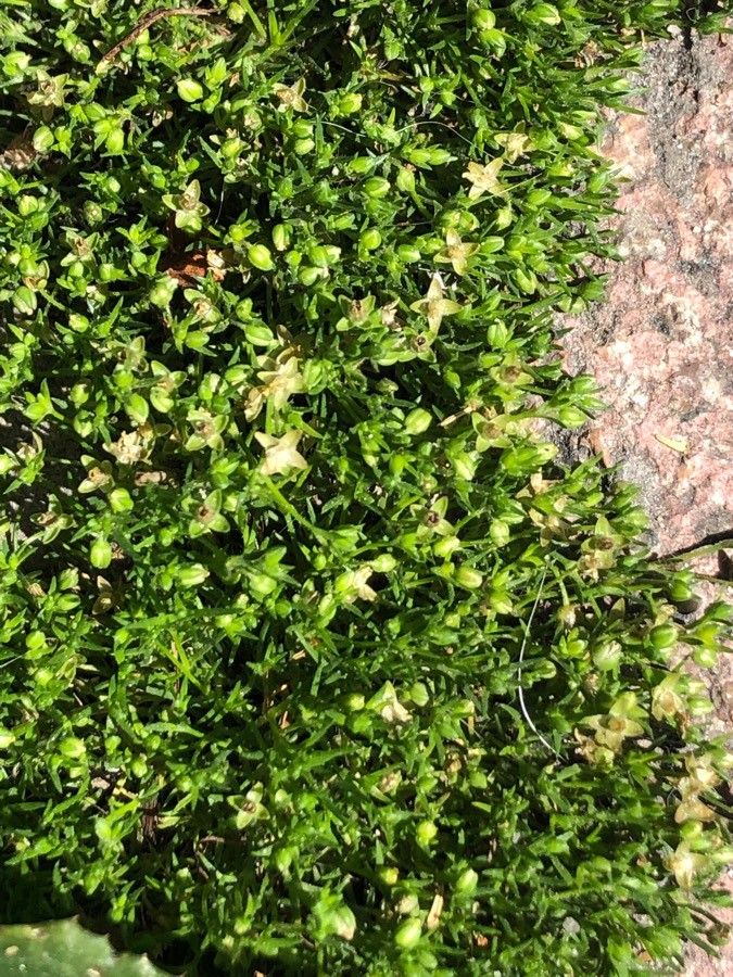 Moehringia muscosa leaf