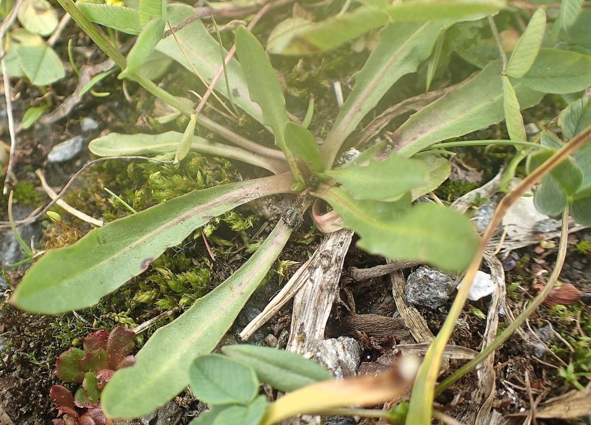 Crepis rhaetica — search result for 'Crepis'