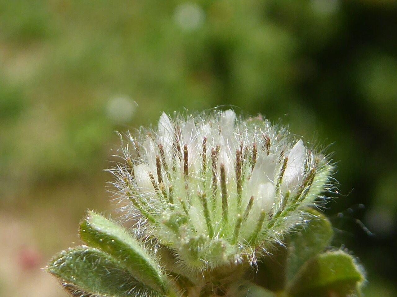 Trifolium cherleri flower