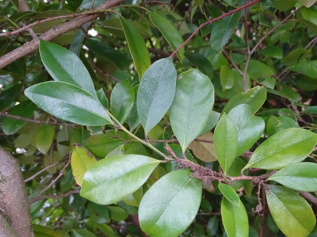 Distylium racemosum — related species from the same genus