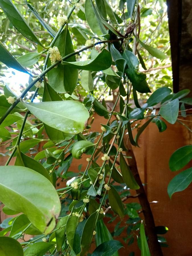 Suregada multiflora — houseplant care guide