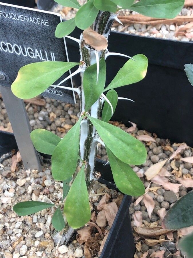 Fouquieria macdougalii — houseplant care guide