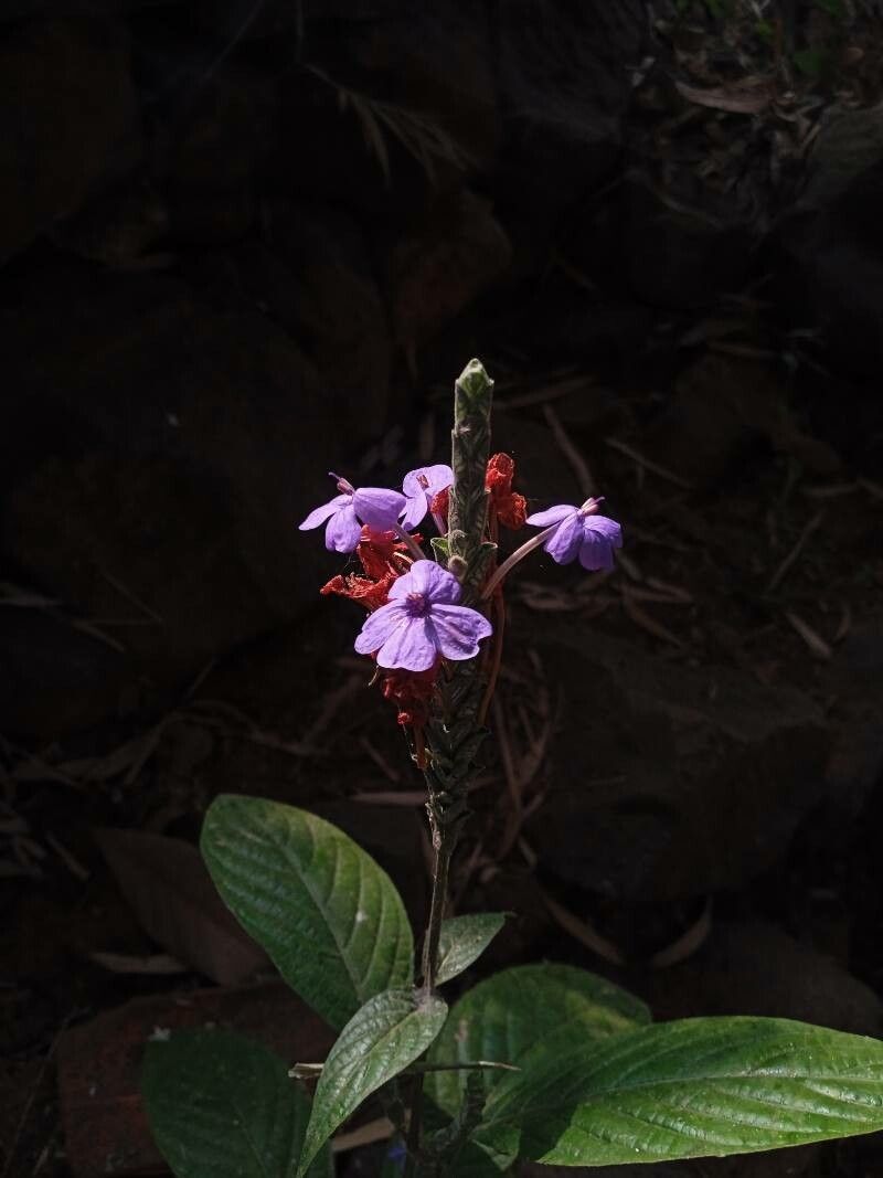 Eranthemum roseum — related species from the same genus