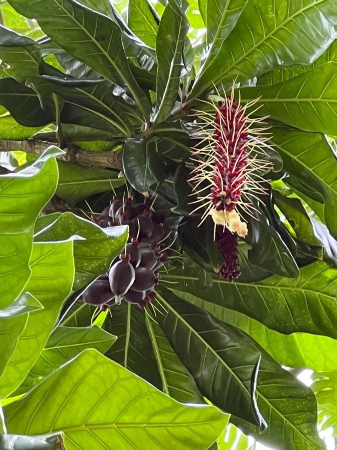 Barringtonia edulis flower