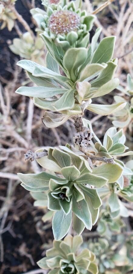 Nauplius intermedius leaf
