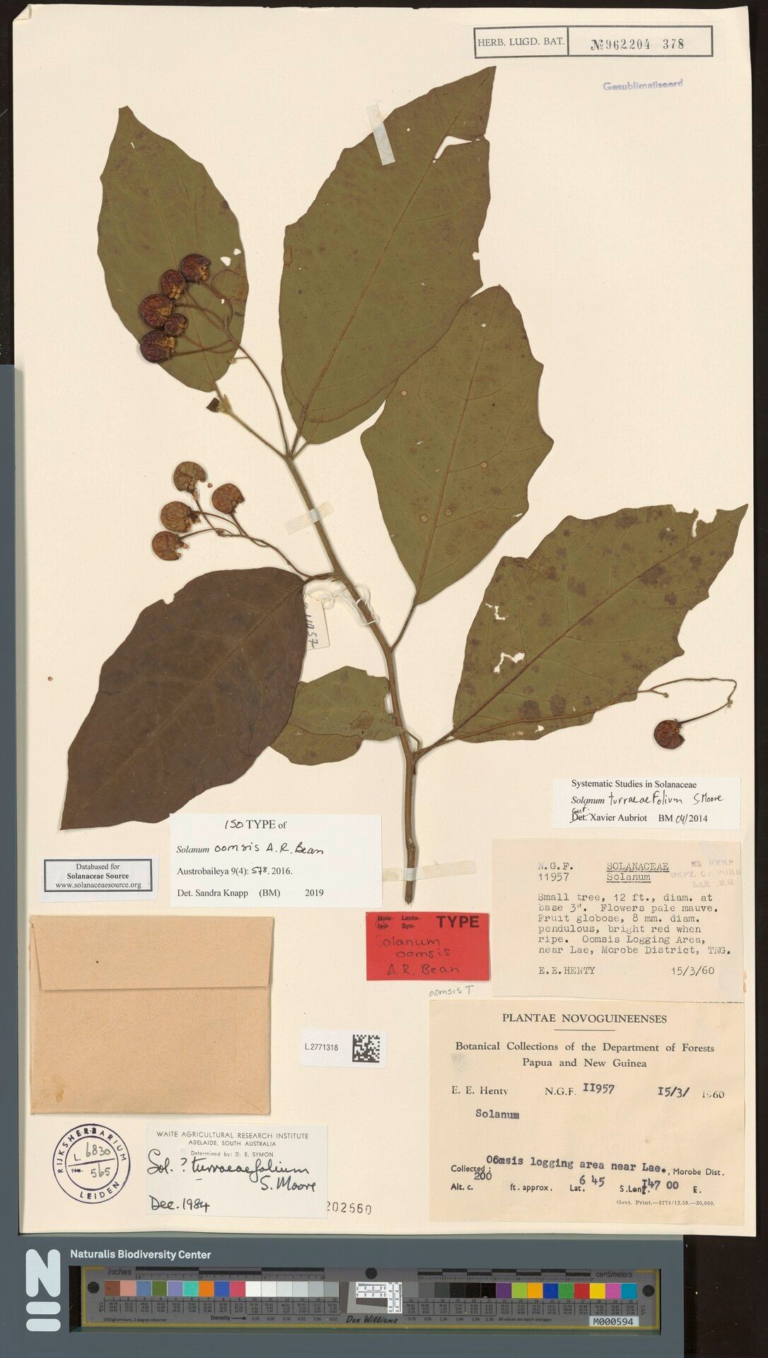 Solanum oomsis — houseplant care guide