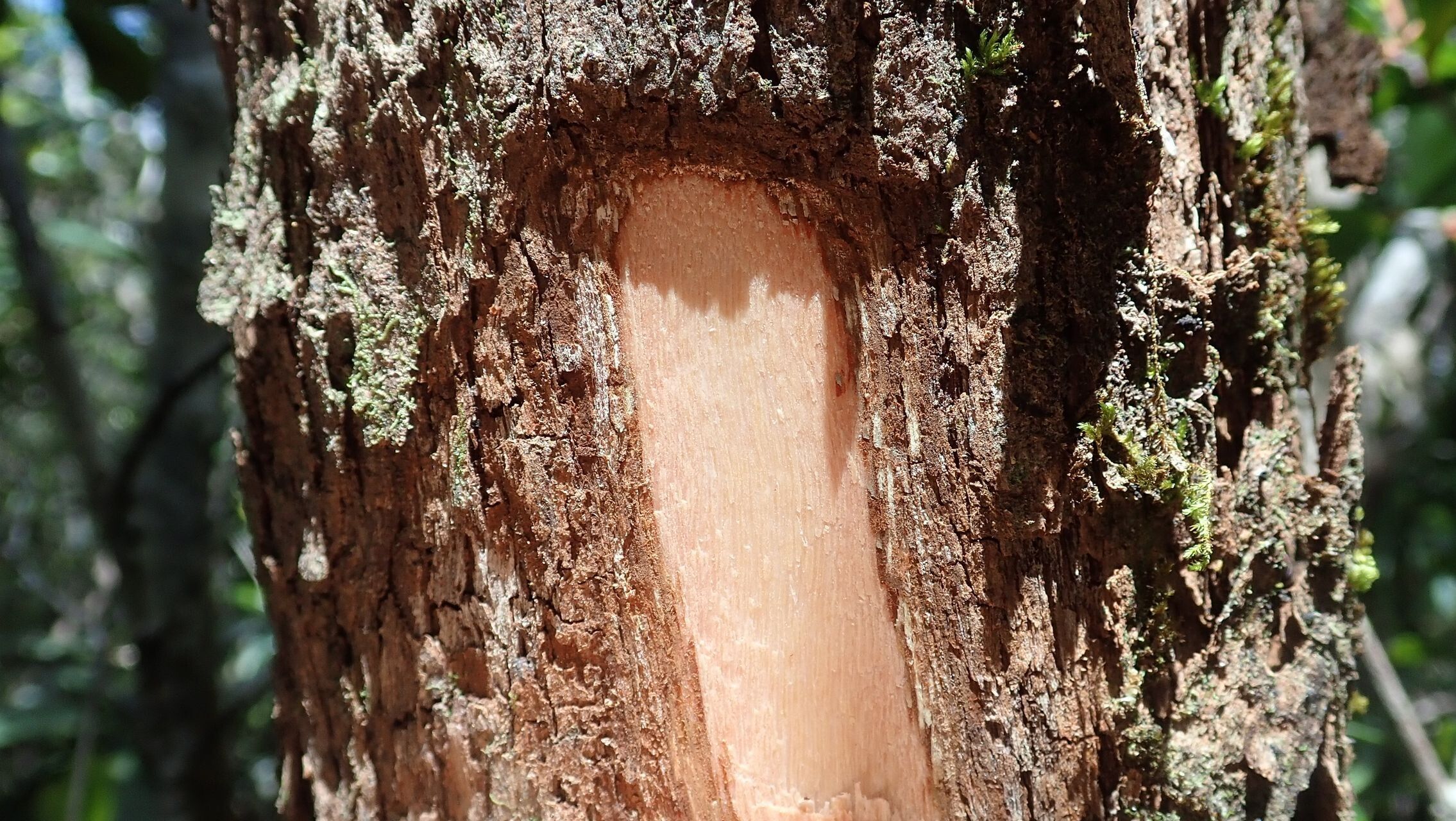 Elaphanthera baumannii bark