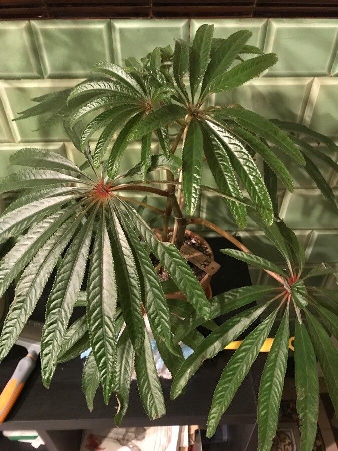 Begonia luxurians leaf