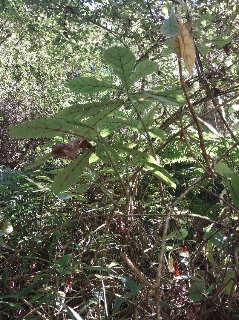 Laportea humblotii other