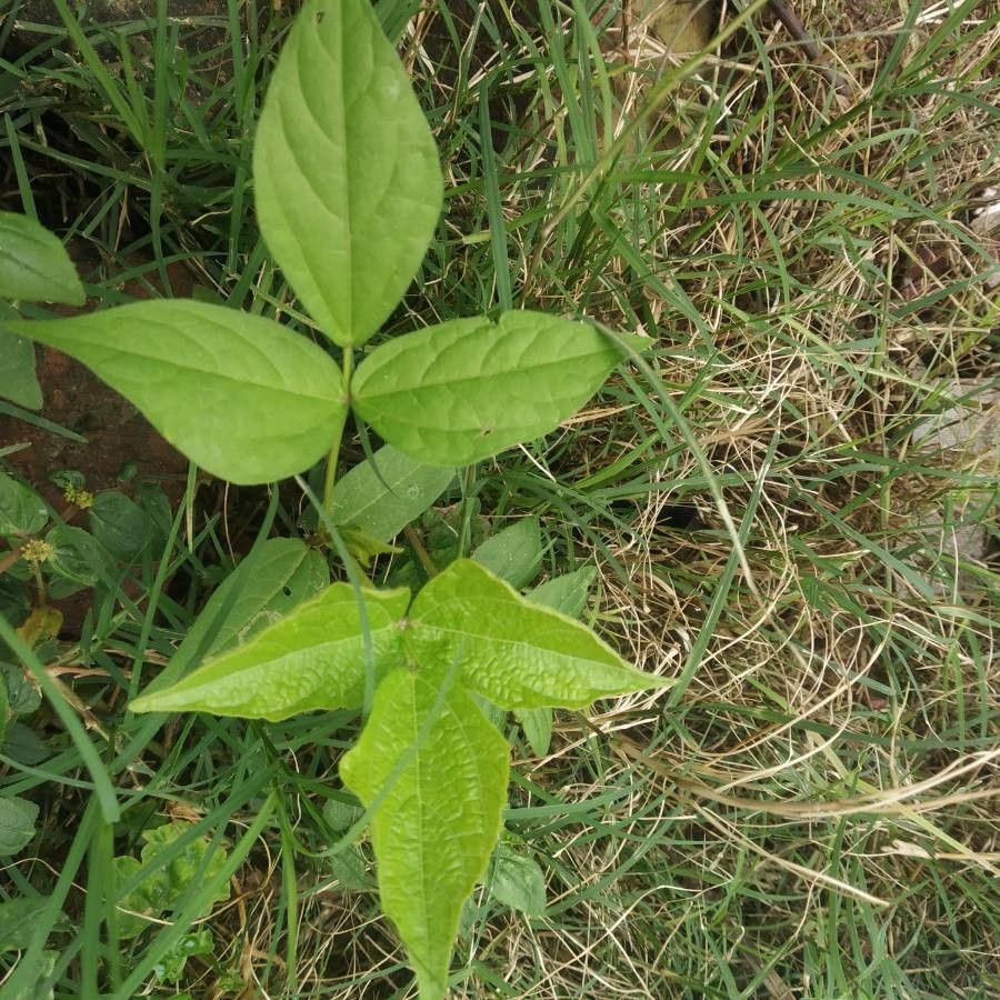 Vigna speciosa — search result for 'Vigna'