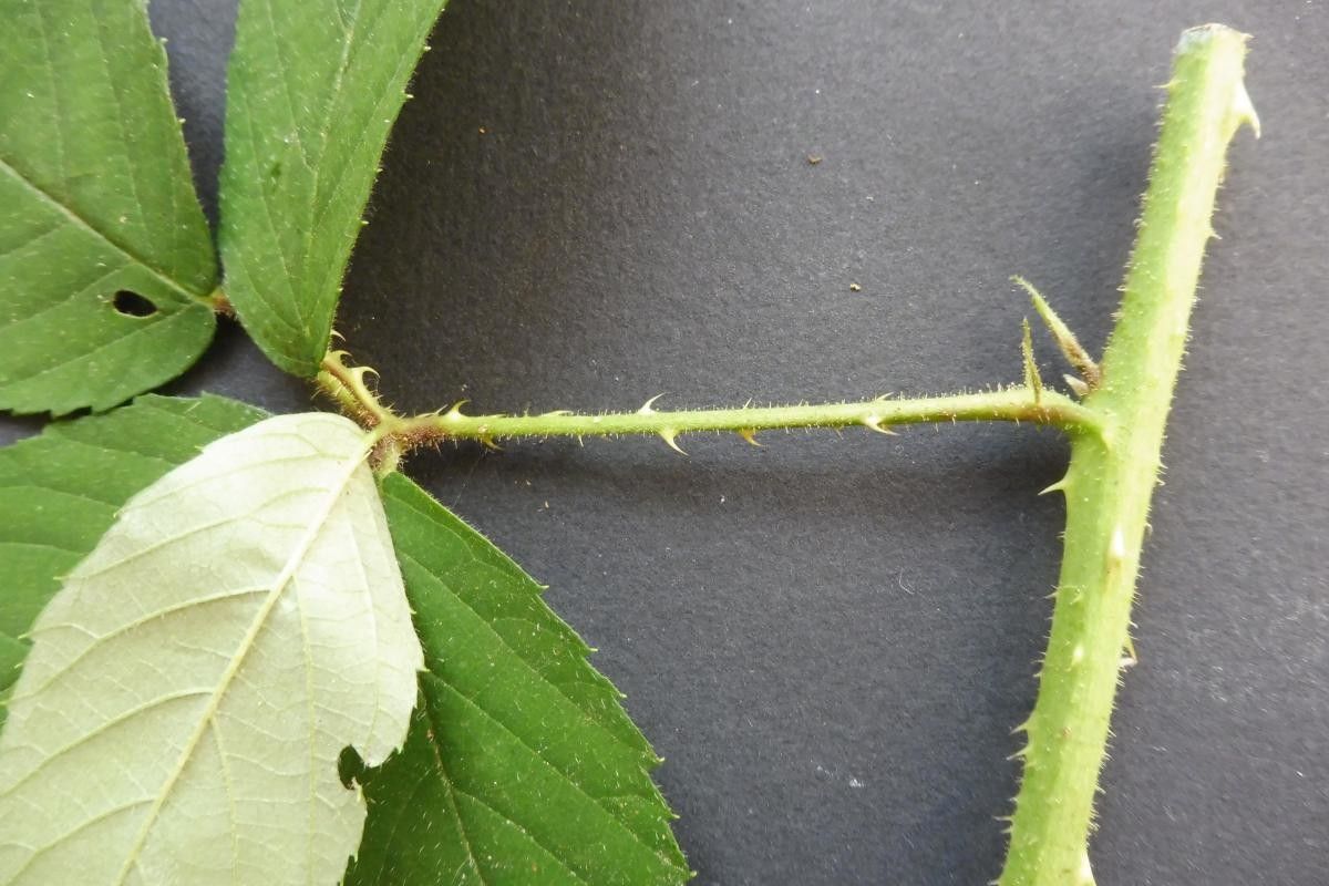 Rubus pallidus leaf