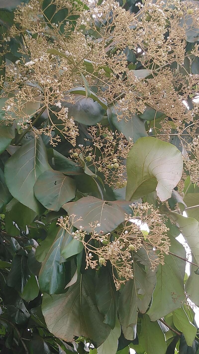 Tectona grandis flower