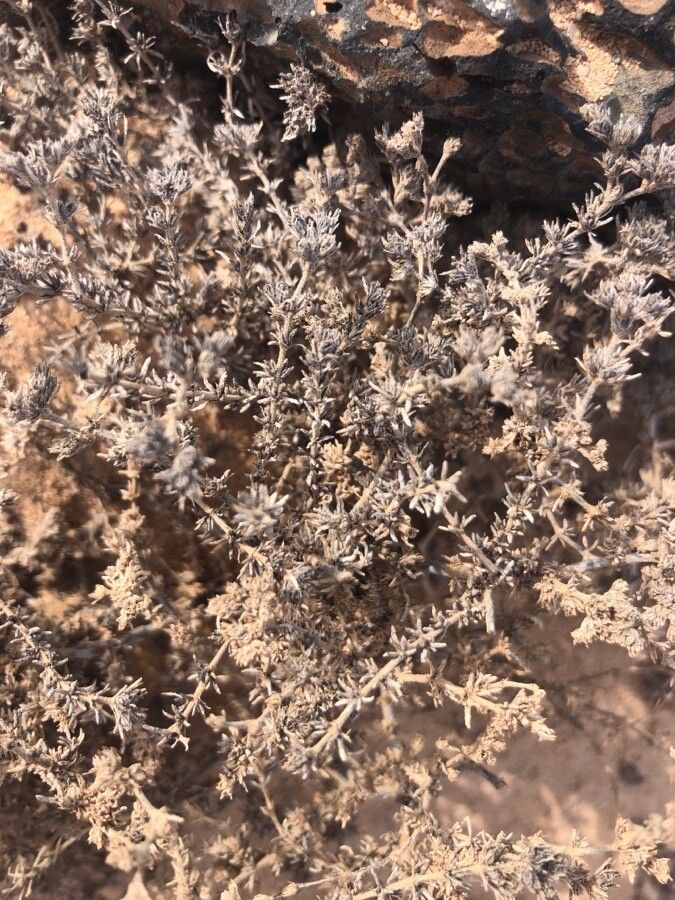 Frankenia hirsuta leaf