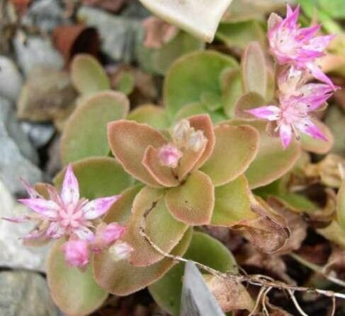 Phedimus obtusifolius habit