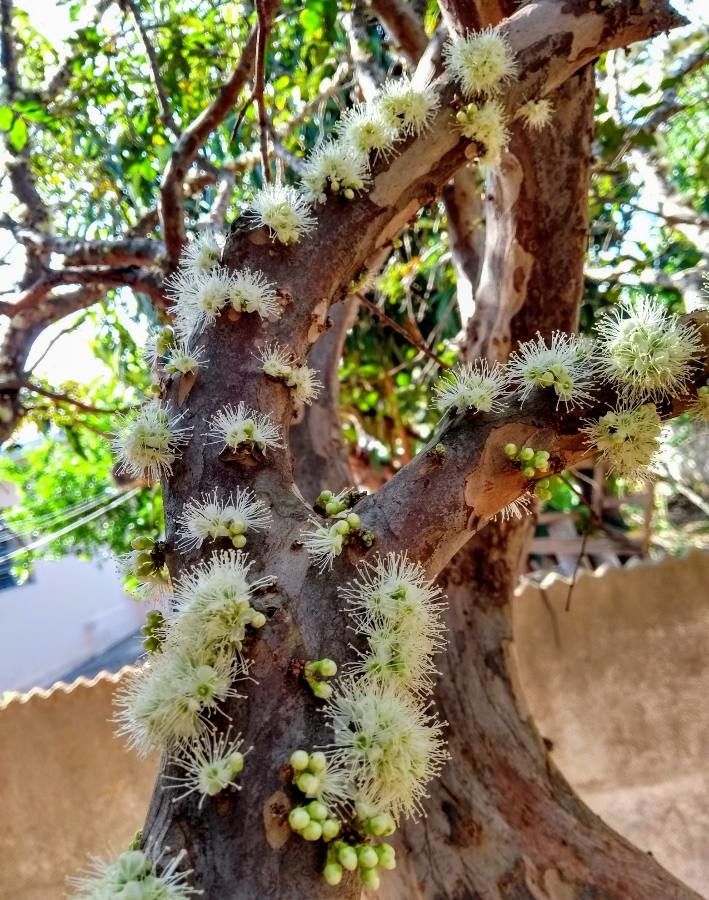Plinia cauliflora flower