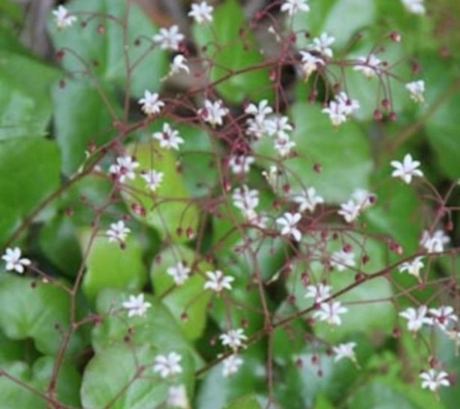 Vancouveria hexandra flower