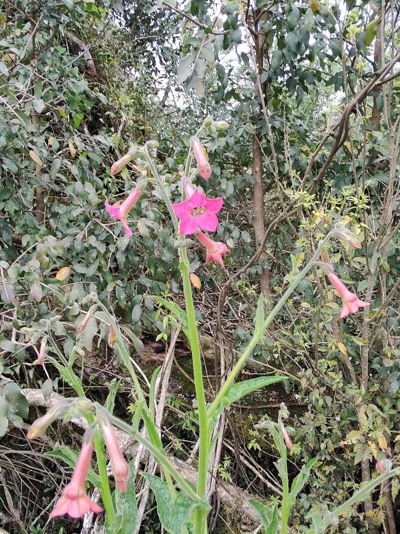 Nicotiana forgetiana — related species from the same genus