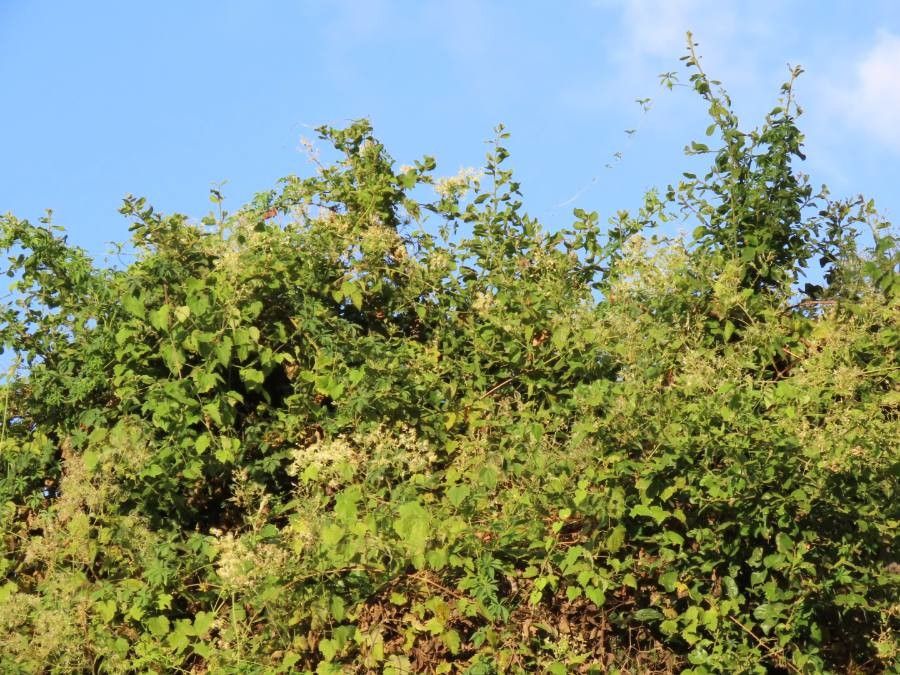 Clematis brachiata habit