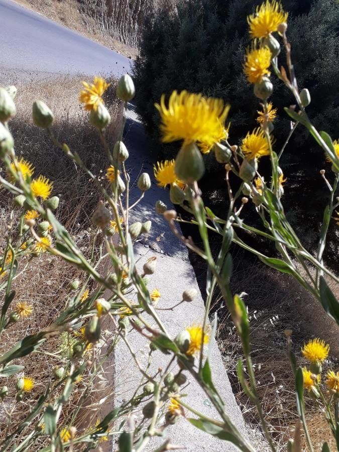 Centaurea behen — search result for 'Iraq'