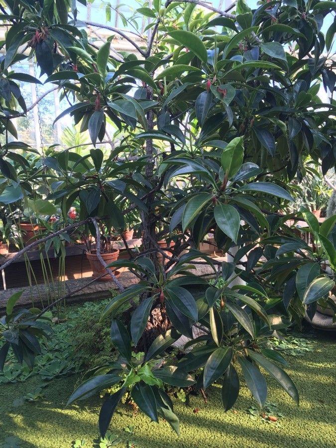 Kandelia candel habit