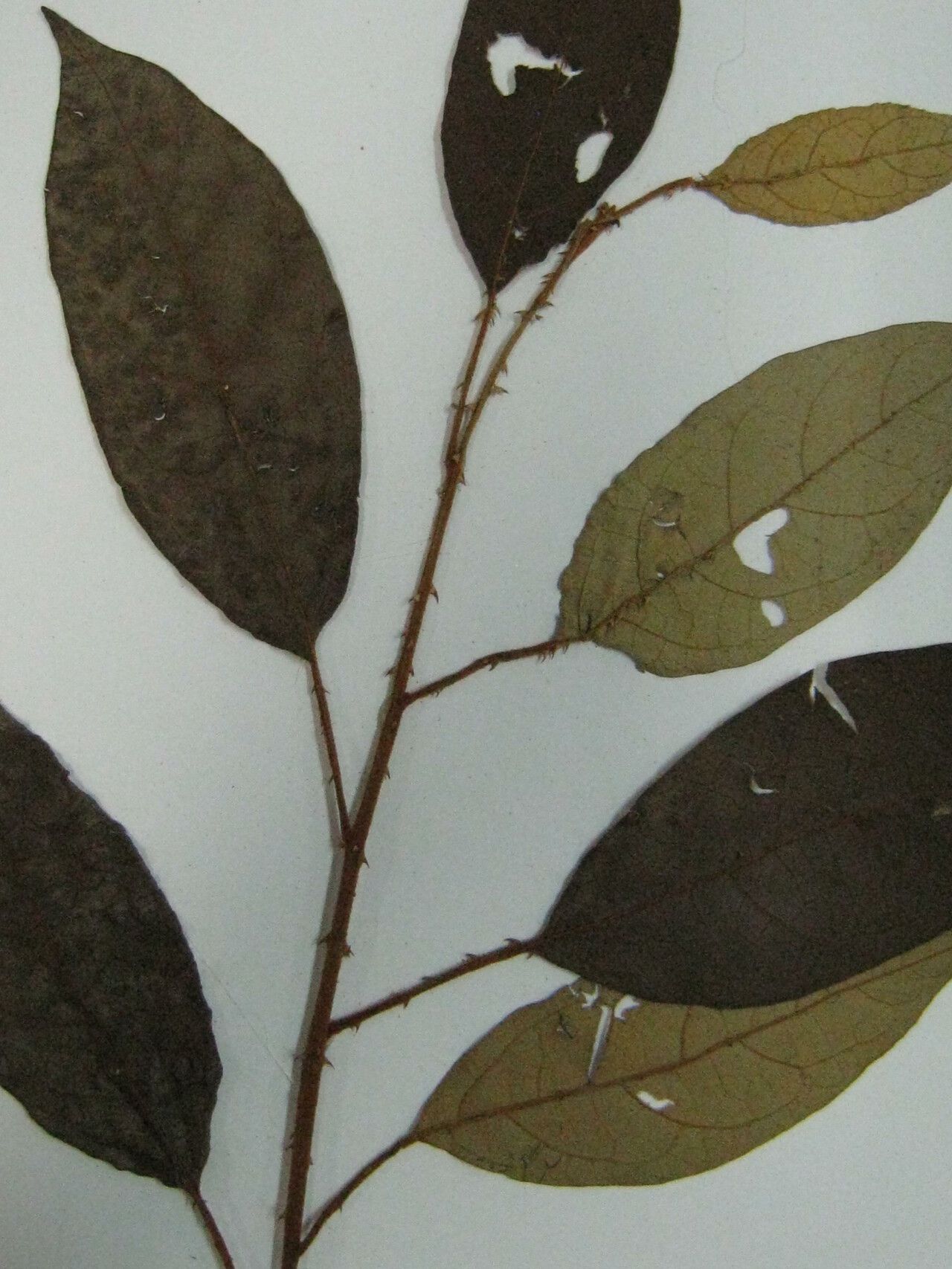 Solanum rubiginosum other