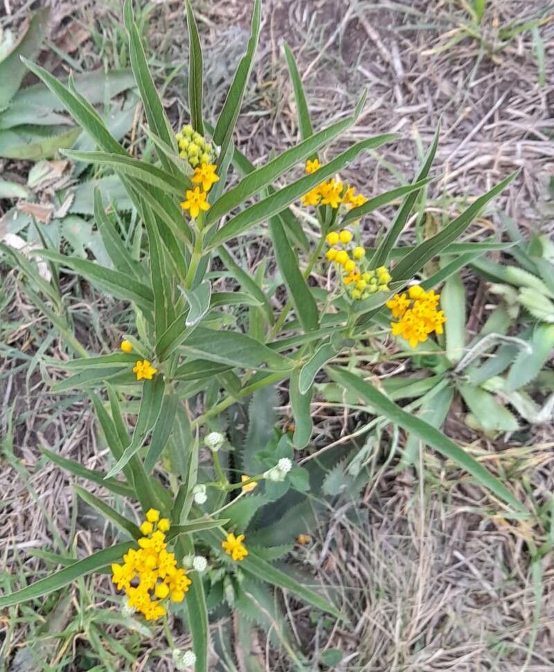 Asclepias pilgeriana habit