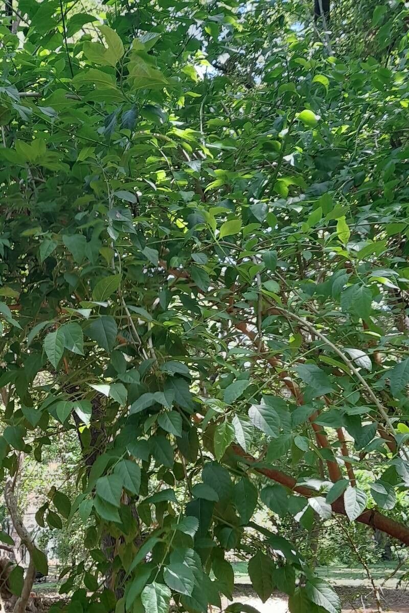 Citharexylum joergensenii habit