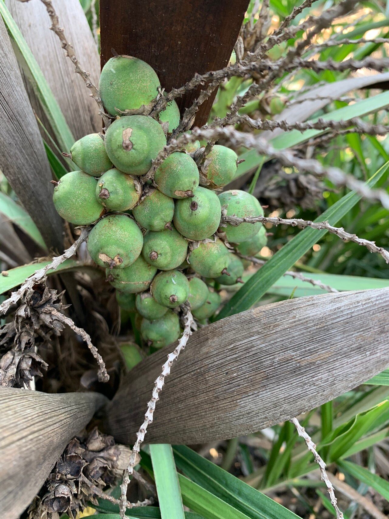 Syagrus itacambirana fruit