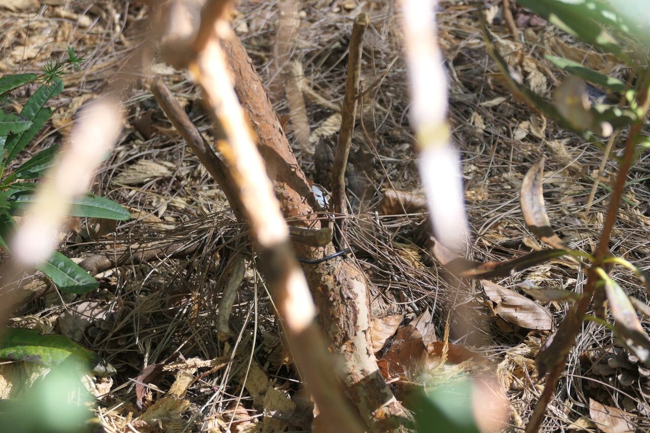 Rhododendron neriiflorum bark