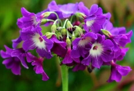 Primula alpicola flower