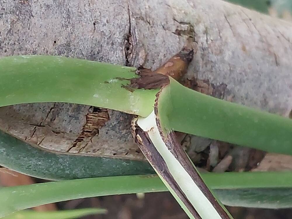 Monstera subpinnata bark