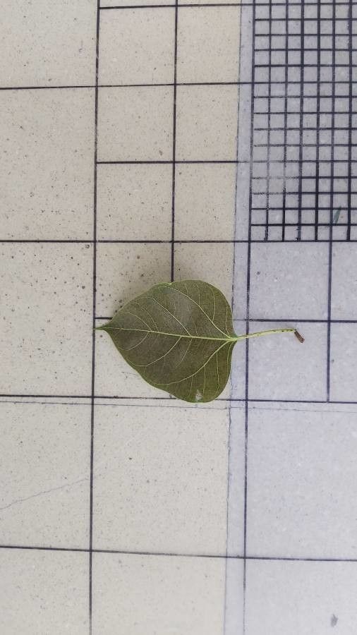 Ficus rumphii — search result for 'Moraceae'
