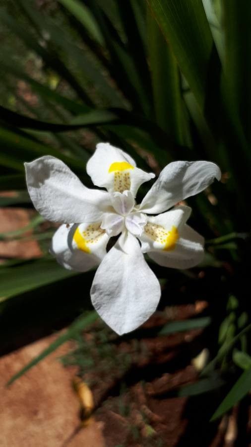 Dietes butcheriana — related species from the same genus