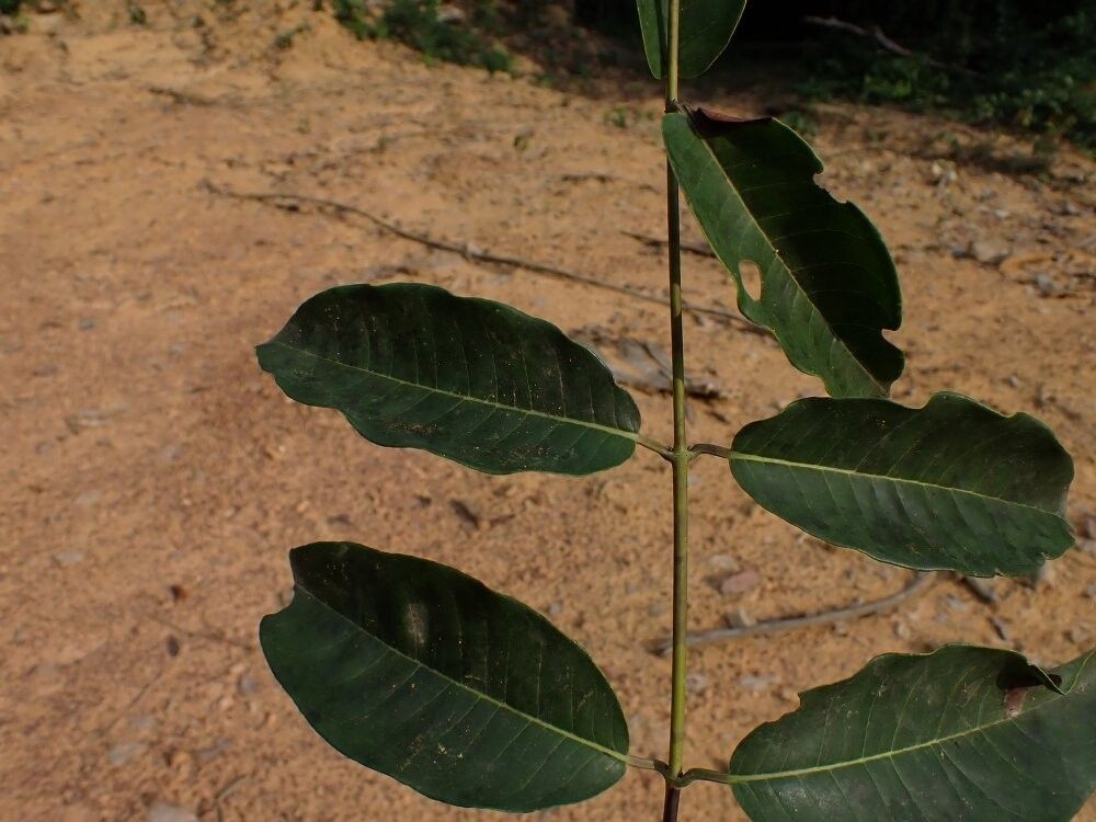 Harungana rubescens — related species from the same genus