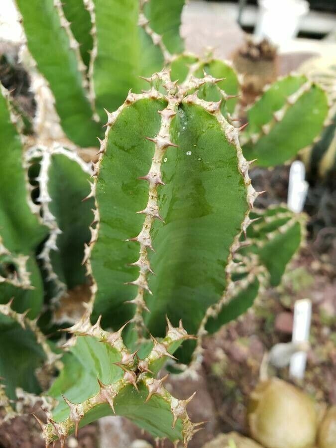 Euphorbia cooperi leaf