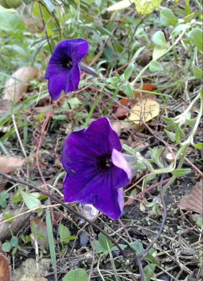 Ipomoea capillacea — search result for 'Convolvulaceae'