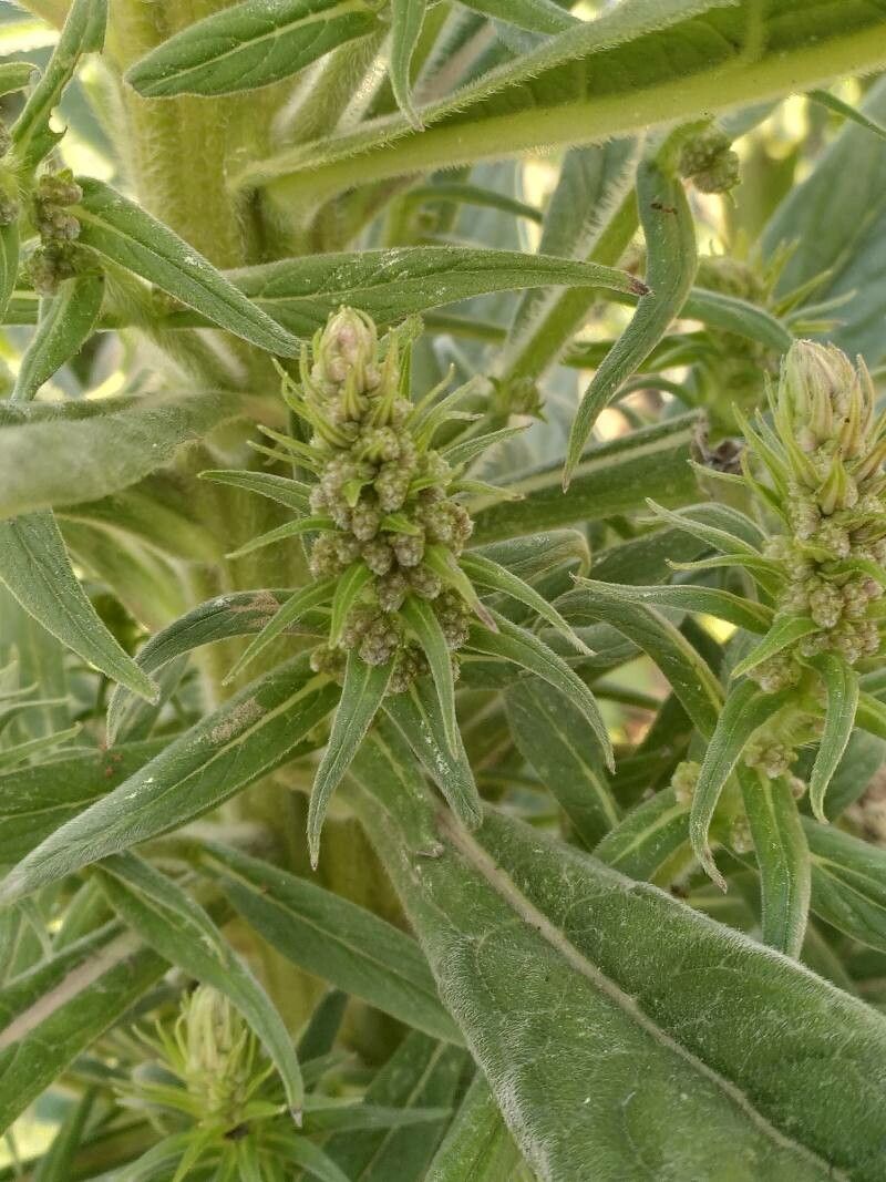 Echium strictum fruit