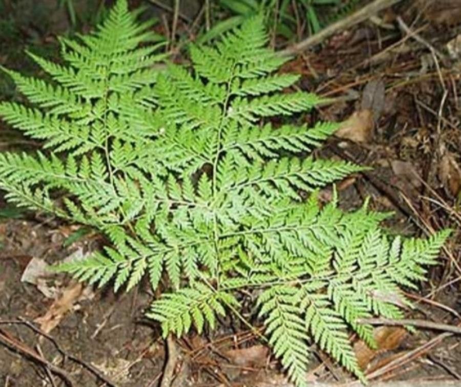 Pteridium esculentum leaf