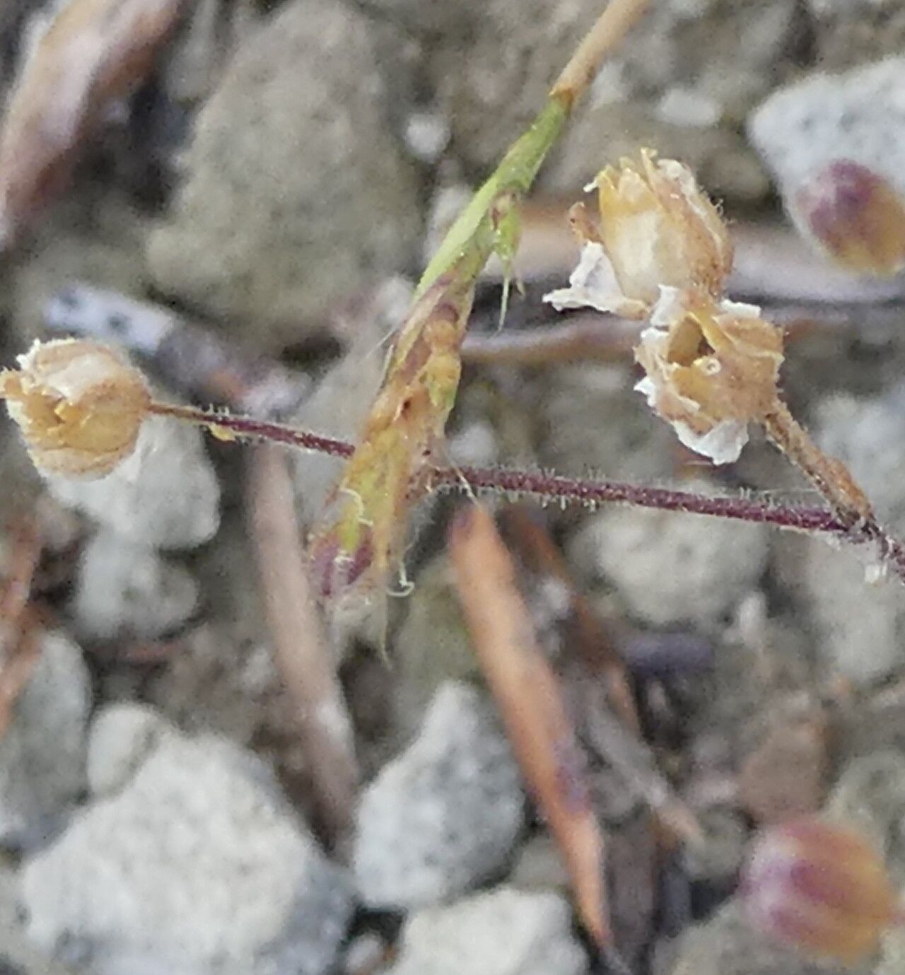Arenaria conimbricensis fruit