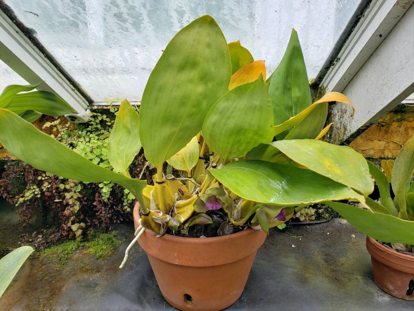 Bifrenaria inodora habit