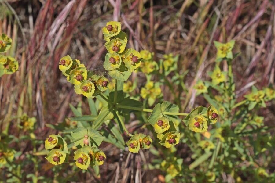 Euphorbia terracina fruit