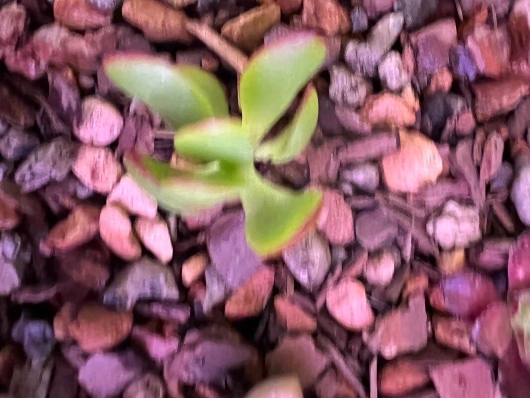 Pterostylis curta — related species from the same genus