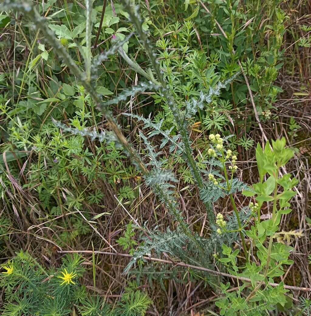 Carduus collinus leaf