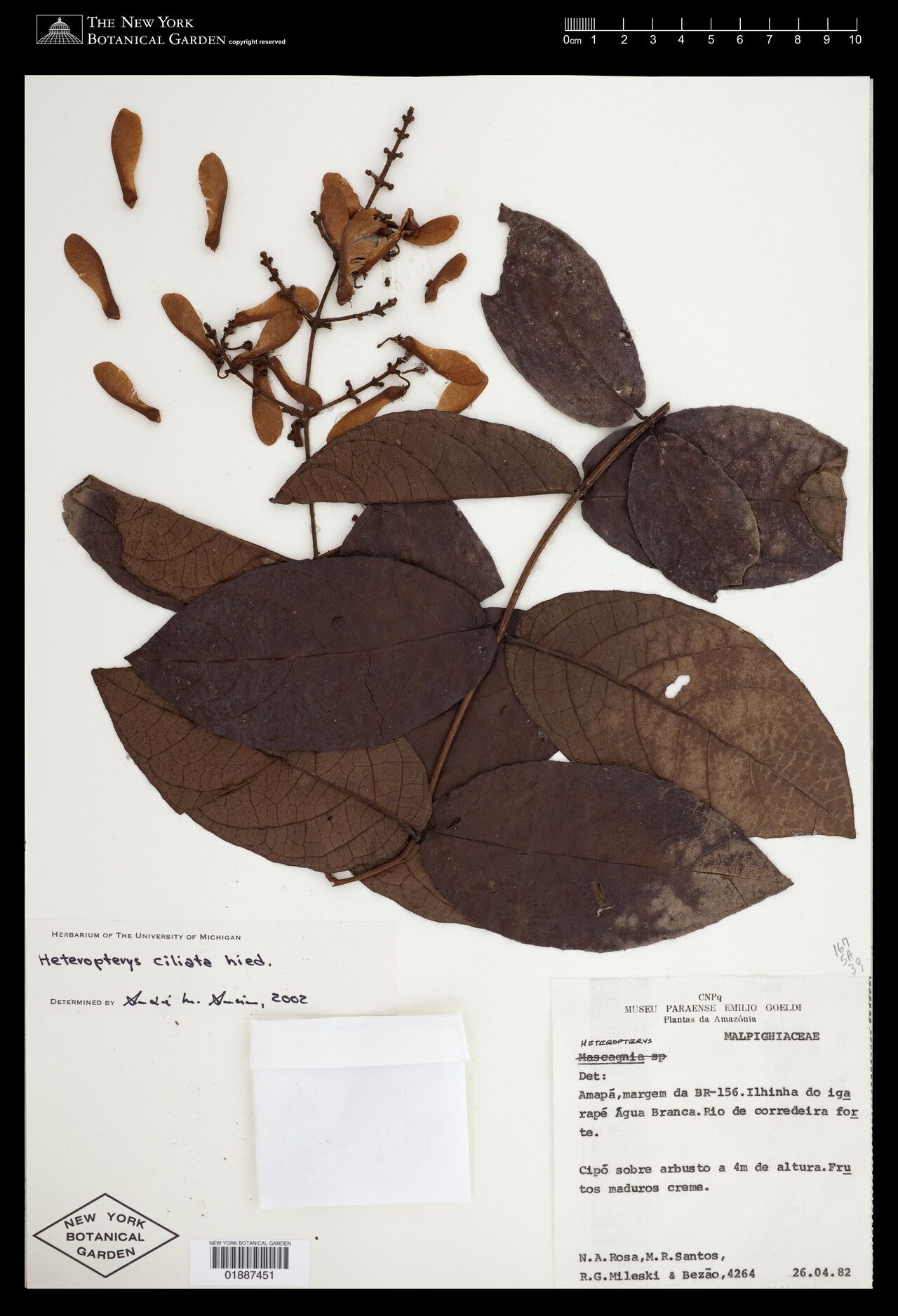 Heteropterys ciliata — related species from the same genus