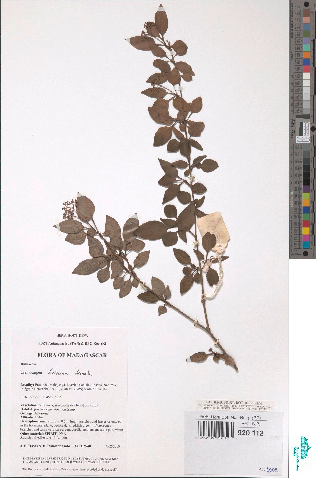 Psychotria fissicorne — houseplant care guide