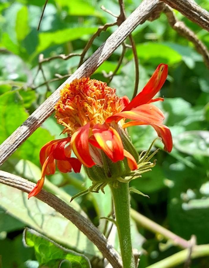 Pseudogynoxys benthamii — houseplant care guide