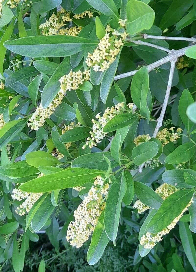 Citharexylum montevidense flower