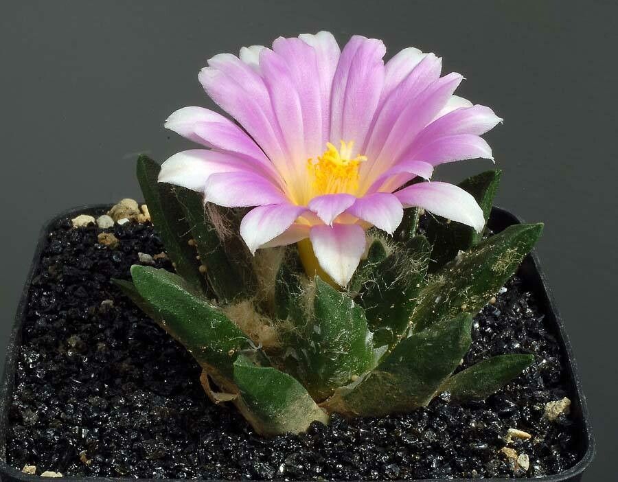 Ariocarpus scaphirostris flower